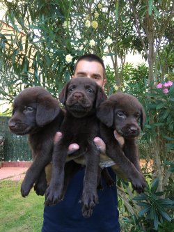 Satılık Safkan Labrador Retri̇ever Yavruları 2