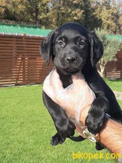 Satilik Safkan Labrador Retriever Yavrulari 5