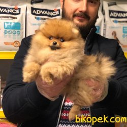 SATILIK SAFKAN POMERANİAN BOO YAVRULAR 3