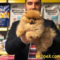 SATILIK SAFKAN POMERANİAN BOO YAVRULAR 4