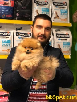 SATILIK SAFKAN POMERANİAN BOO YAVRULAR 2