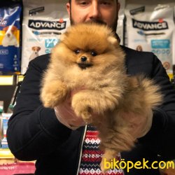 SATILIK SAFKAN POMERANİAN BOO YAVRULAR 1
