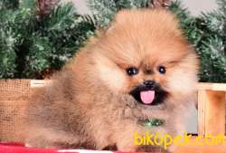 SATILIK SAFKAN POMERANİAN BOO YAVRULARI 1