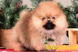 SATILIK SAFKAN POMERANİAN BOO YAVRULARI 5