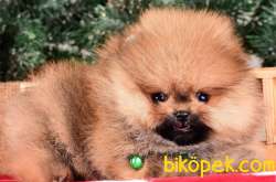 SATILIK SAFKAN POMERANİAN BOO YAVRULARI 3