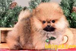 SATILIK SAFKAN POMERANİAN BOO YAVRULARI 2