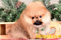 SATILIK SAFKAN POMERANİAN BOO YAVRULARI 4