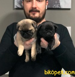SATILIK SAFKAN PUG MOPS YAVRULARI 3