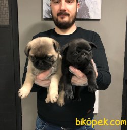 SATILIK SAFKAN PUG MOPS YAVRULARI 2