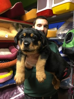 Satılık Safkan Rotweiller Yavruları 3