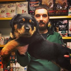 Satılık Safkan Rotweiller Yavruları 1