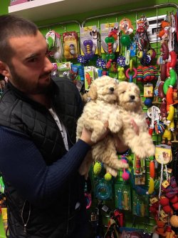 Satılık Safkan Toy Poodle Yavruları 1