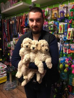 Satılık Safkan Toy Poodle Yavruları 3