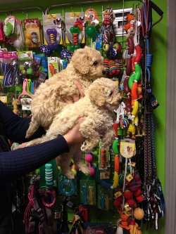 Satılık Safkan Toy Poodle Yavruları 2