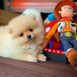 Satılık Sağlık Garantili Pomeranian Yavruları 1