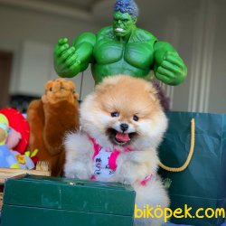 Satılık Sağlık Garantili Pomeranian Yavruları 2