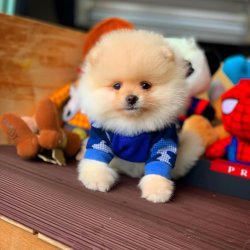 Satılık Sağlık Garantili Pomeranian Yavruları 3