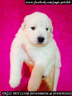 Satılık Samoyed Yavruları 3