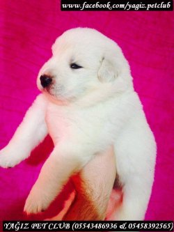 Satılık Samoyed Yavruları 2