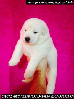 Satılık Samoyed Yavruları 1