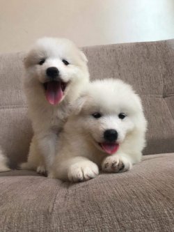 Satılık Samoyed Yavruları 3