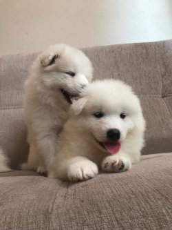 Satılık Samoyed Yavruları 2