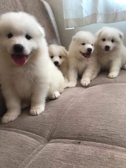 Satılık Samoyed Yavruları 1
