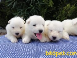 Satılık Samoyed Yavruları 2