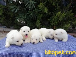 Satılık Samoyed Yavruları 5