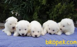 Satılık Samoyed Yavruları 1