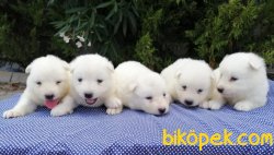Satılık Samoyed Yavruları 3