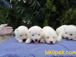 Satılık Samoyed Yavruları 4
