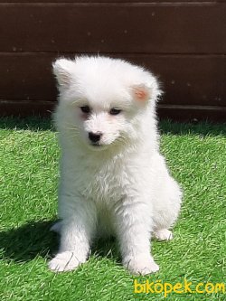 SATILIK SAMOYED YAVRULARI 3