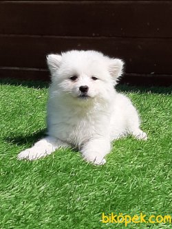 SATILIK SAMOYED YAVRULARI 1
