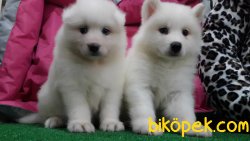 Satılık Samoyed Yavruları 3