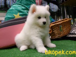 Satılık Samoyed Yavruları 2