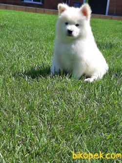 SATILIK Samoyed Yavruları 4