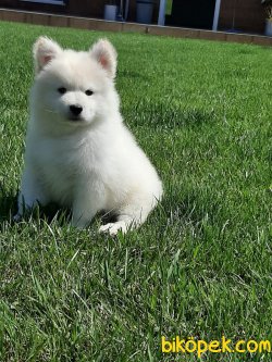 SATILIK Samoyed Yavruları 1