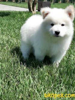 SATILIK Samoyed Yavruları 5