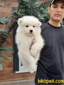 SATILIK SAMOYED YAVRULARI 1