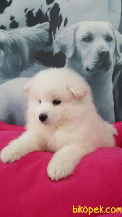 SATILIK SAMOYED YAVRULARI 5