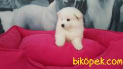 SATILIK SAMOYED YAVRULARI 2