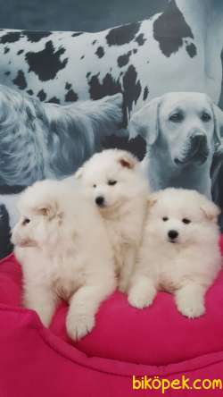 SATILIK SAMOYED YAVRULARI 4