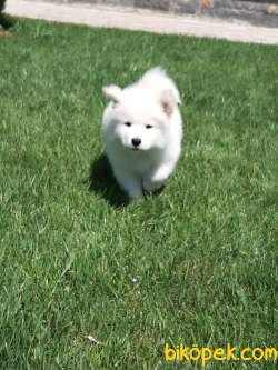 SATILIK SAMOYED YAVRULARI 2