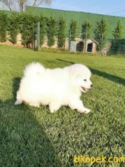 SATILIK SAMOYED YAVRULARI 4
