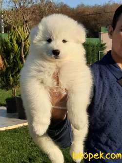 Satılık SAMOYED YAVRULARI 1