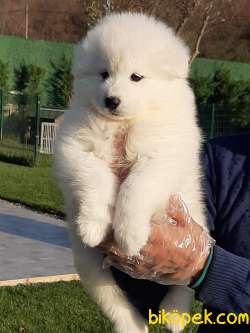Satılık SAMOYED YAVRULARI 2
