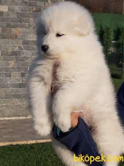 Satılık SAMOYED YAVRULARI 3