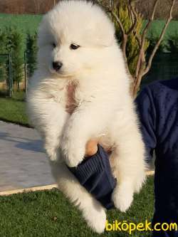 Satılık SAMOYED YAVRULARI 4