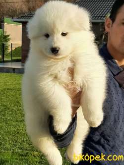 Satılık SAMOYED YAVRULARI 5